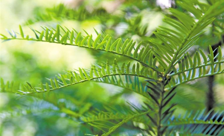 秦岭国家植物园里的红豆杉(5月15日摄)。