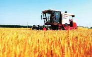 210万亩小麦丰收在望 将投入7.8万余台农机