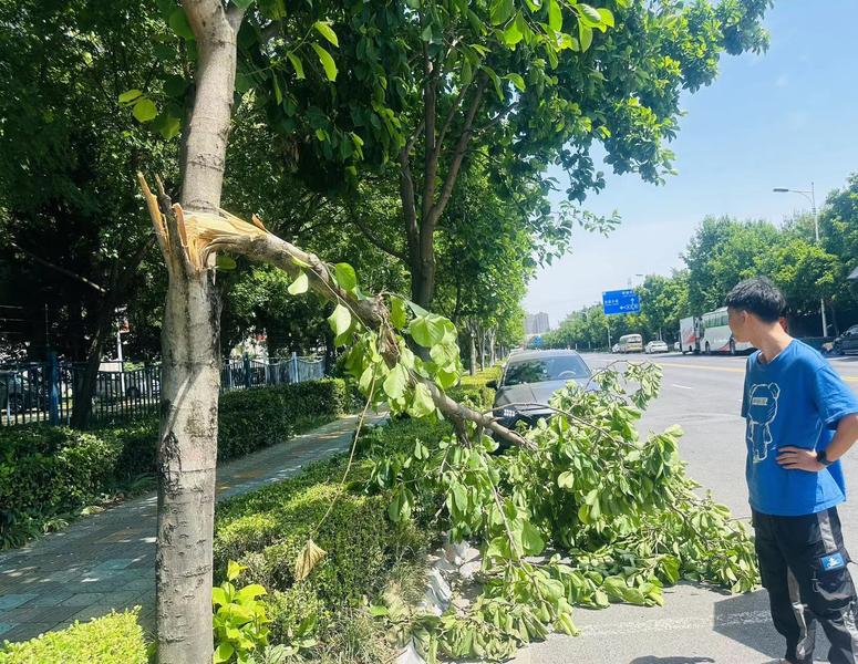 华商记者帮|车停路边却被断裂树枝砸中 园林绿化部门：树有保险