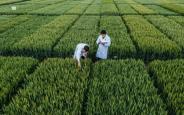 陕西加快育繁推一体化种子企业培育