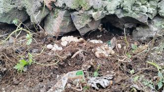 云南警方在一村民房屋旁擒获62条蛇 数十枚未孵化蛇蛋