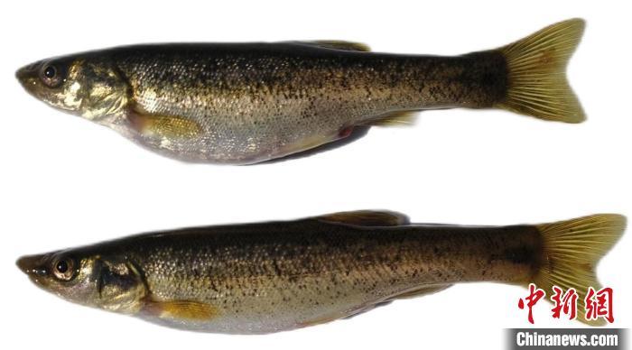 华商头条|生态环境持续向好 陕西秦岭地区首次发现尖头大吻鱥