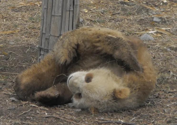 炎炎夏日 国宝大熊猫换上“夏装”
