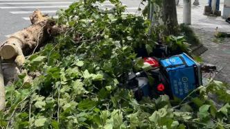 上海大风一棵行道树突然折断 一名“闪送”小哥被砸身亡