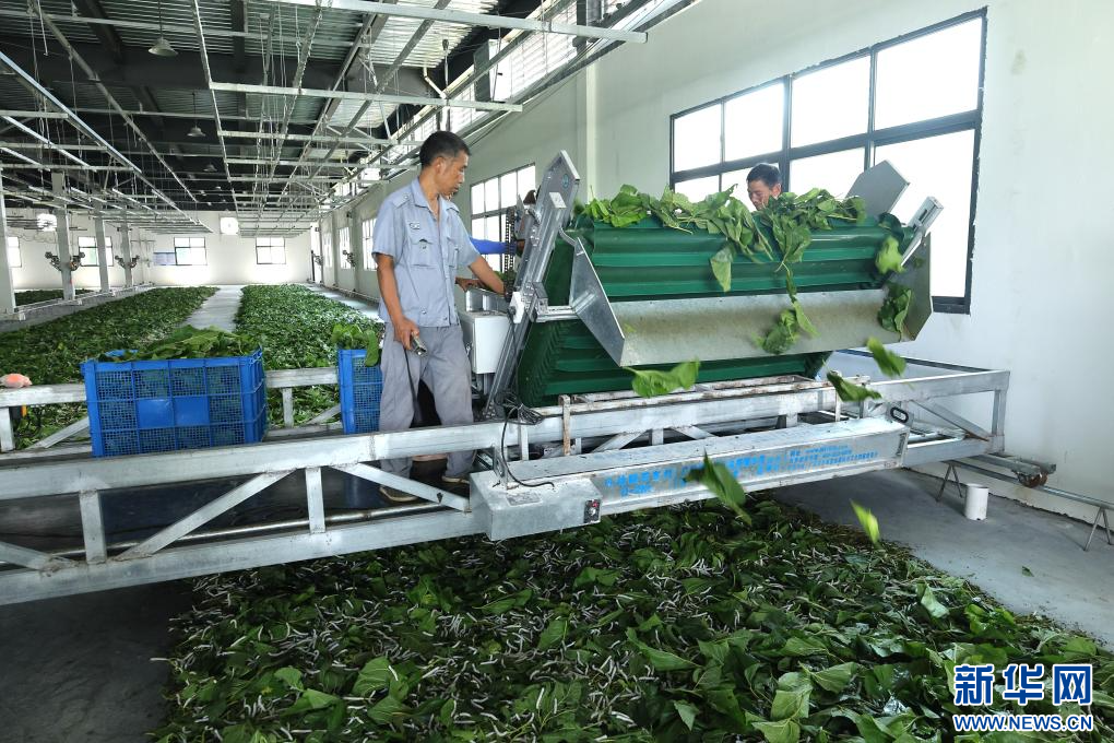 一家蚕桑工厂内,工人们正操作机器进行养蚕作业。新华社记者 林胜概 摄