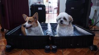 华商头条|夫妻离婚后宠物归谁？能够“轮流抚养”或“探视”吗？