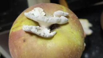 网友家苹果上长蘑菇引来中科院博士研究 刚栽培的菌菇已寄到