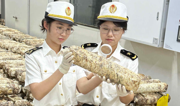 顺利出口韩国 陕西榆林蘑菇菌丝首次走出国门