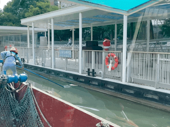 上海苏州河无序放生仍旧不止 最多1天捞1吨死鱼 如何规范？