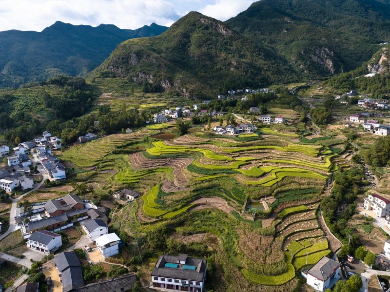 世界灌溉工程遗产——陕西汉阴凤堰梯田迎来“收获季”(图1)