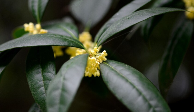 华商头条|西安桂花“集体迟到”？专家：高温少雨导致！预计国庆前后开放