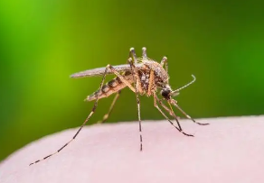 华商头条|警惕！广州一周新增437例登革热病例 近期首现重症病例