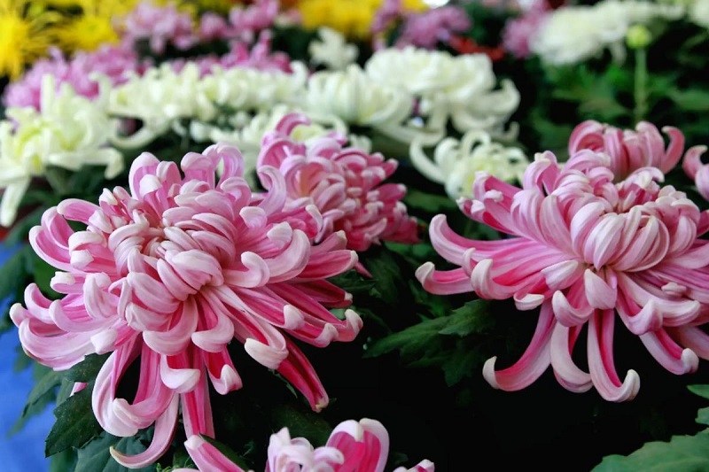 JMrKZZf6cKXpK1w5.jpg 1183301.jpg