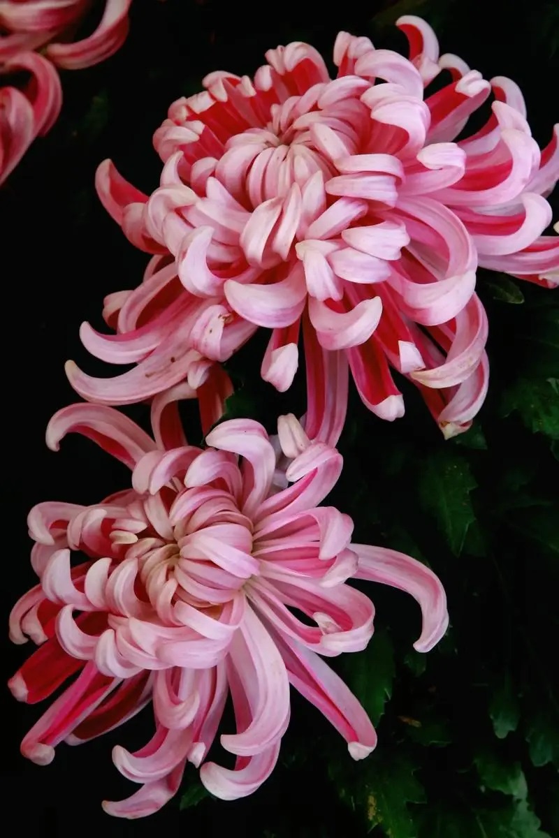 dJLge5PWRHoZgKLa.jpg 1183298.jpg