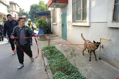 What are you doing by spending more than 400,000 yuan to invite the Paw Paw Team from Sichuan?