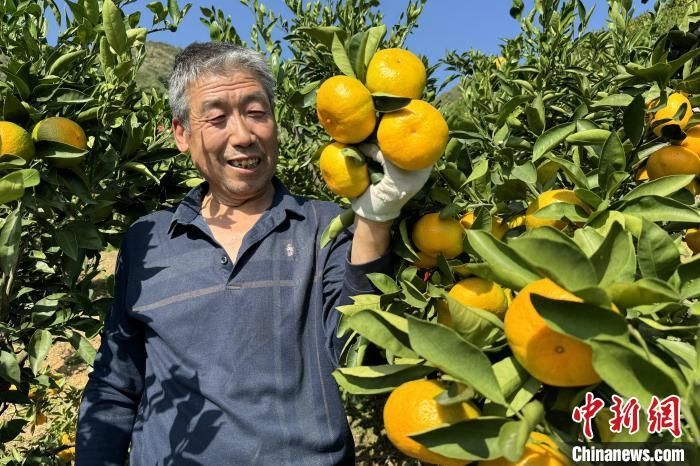 图为果农正在采摘柑桔。 刘茹 摄