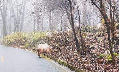 华商头条|太白山景区野生羚牛组团来觅食