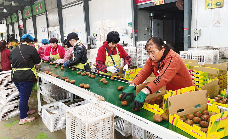 华商头条|30万亩猕猴桃丰收 产值预计突破60亿