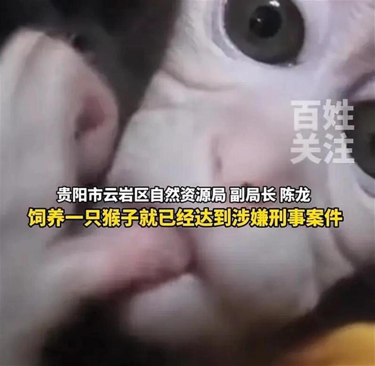 A女子带猕猴回家养了半年不愿交出1.jpg