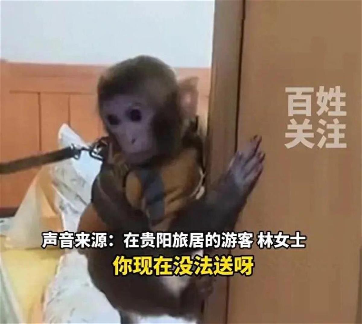A女子带猕猴回家养了半年不愿交出.jpg
