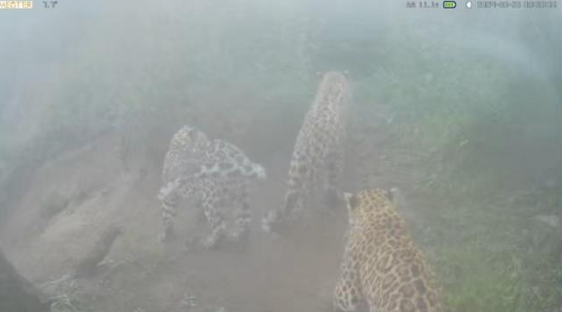3豹同框够霸气！陕西周至国家级自然保护区再现豹子活动影像