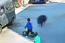 野猪“撒野”怎么办怎么防？记者对话西安市动保站专家