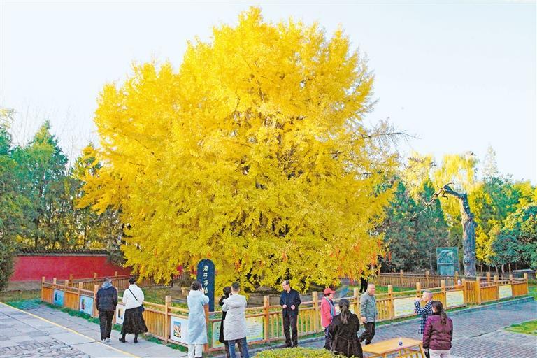 楼观古银杏迎来“高光时刻” 