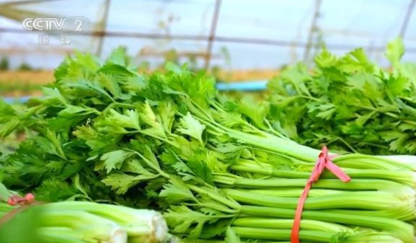 华商头条|大白菜降价超三成！11月全国蔬菜价格环比下降13.7%
