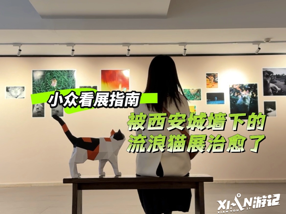 XIAN游记丨心软软~这个展览里全是流浪猫的“猫生照”
