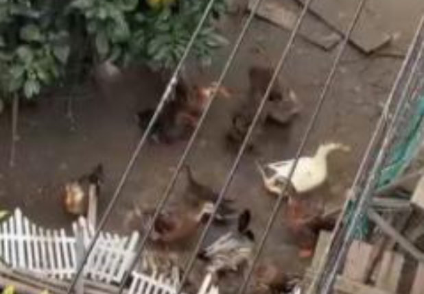 别墅邻居养鸡凌晨2点起整点报时打鸣 女子崩溃:没法睡