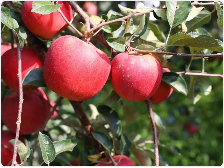 华商头条|前11月陕西农产品网上零售额297亿元 水果网上零售额全国第二