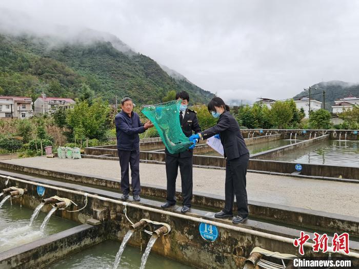 图为海关工作人员对秦岭活鱼进行查验。(西安海关供图)
