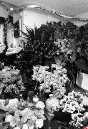 红色系是西安年宵花“顶流”