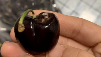 网友称吃山姆的车厘子后上吐下泻 客服：可能吃太多了