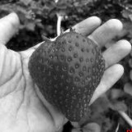 关于草莓 你得知道的那些事