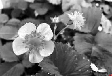 关于草莓 你得知道的那些事