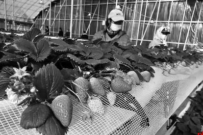 关于草莓 你得知道的那些事