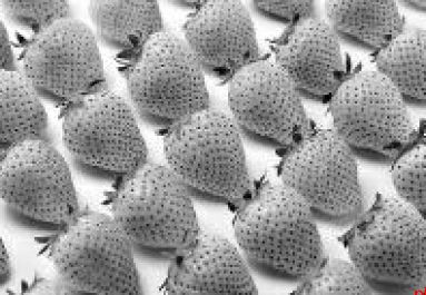 关于草莓 你得知道的那些事