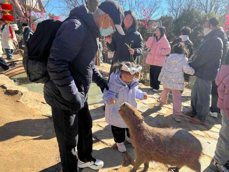 别样的年味|陪父母旅行过年 听到了他们对旅行的诉求： 行程别太长、自然风光还要多