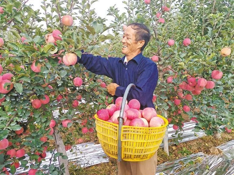 农业保险让农民发展产业更安心。图为2024年9月25日，洛川县永乡镇堡子头村果农杜宝宏在自家果园里采摘苹果（资料照片）。