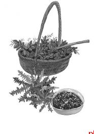 山间野菜有野蒜