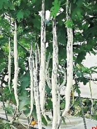 以蛇为名 什么物种这么有趣？