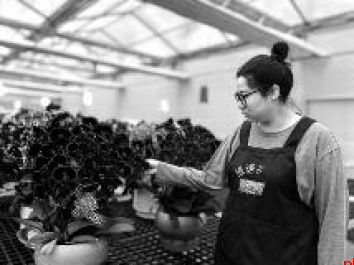 她耕耘花卉业10多年 拥有1万多平方米蝴蝶兰基地