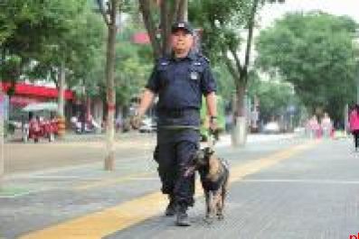 13岁退役缉毒犬奎克离世 警官送别“无言”战友