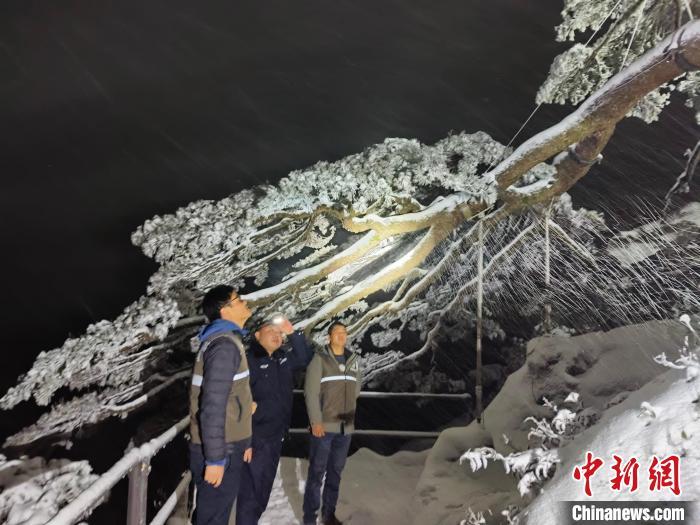 胡晓春正在对迎客松进行检查。(资料图,黄山风景区管委会供图)