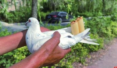 秦岭山下鸽哨雕琢者