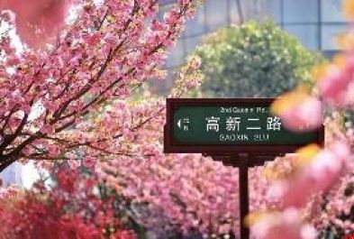 樱花粉 桃花红 古都的浪漫花事惊艳了时光