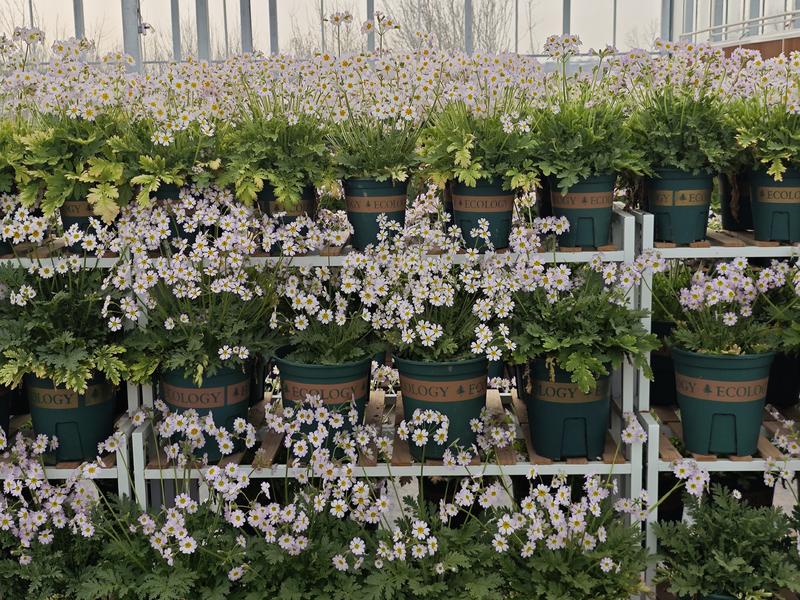 渭北旱塬养出了“钻石花”陕西羽叶报春 聊聊植物界的“宝贝”们咋保护？  