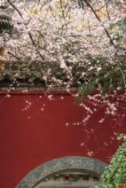 樱花粉 桃花红 古都的浪漫花事惊艳了时光