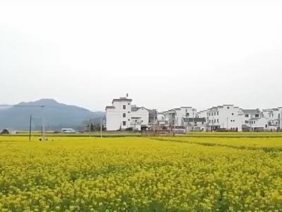 华商头条|DeepSeek当导游 春日赏花攻略来了